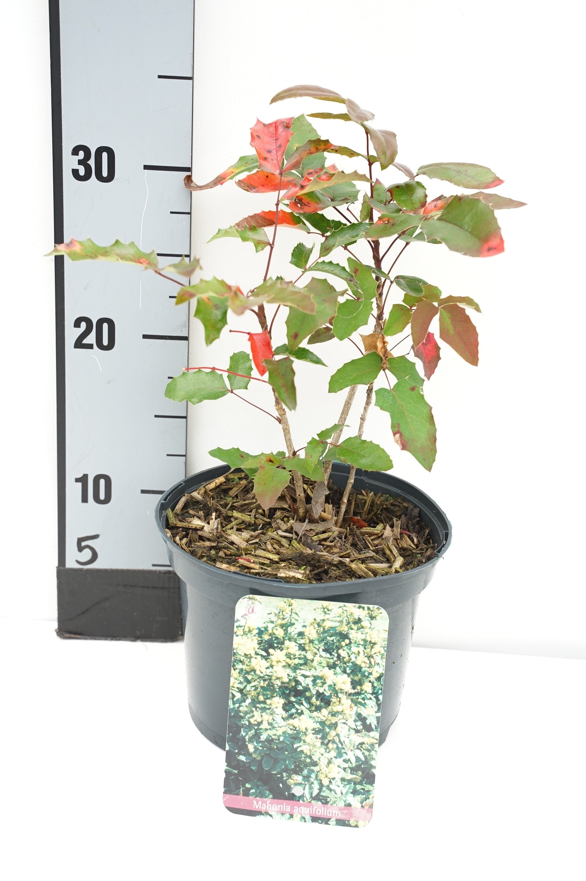 Mahonia aquifolium C5 (5 liters kruka) 30-35 cm