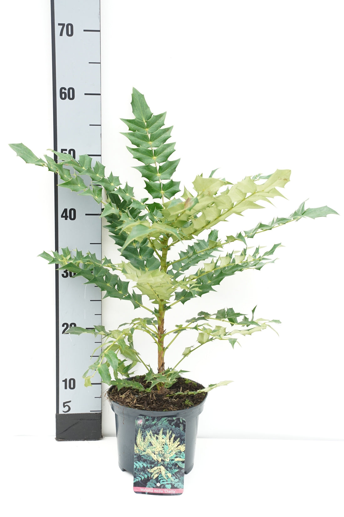 Mahonia media &