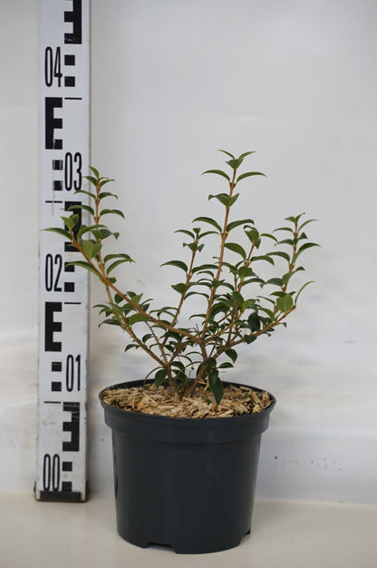 Osmanthus burkwoodii C2 (2 liters kruka) 25-30 cm