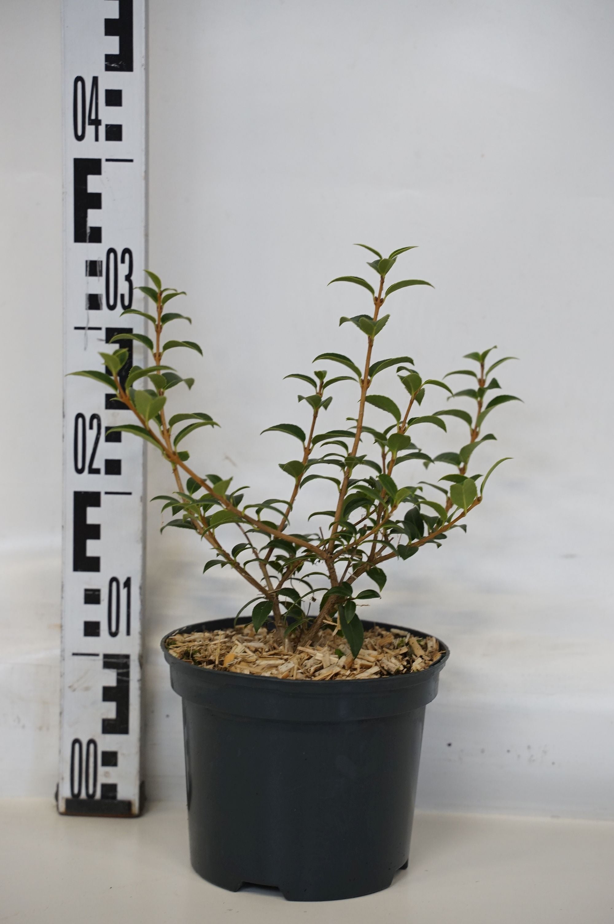 Osmanthus burkwoodii C45 (45 liters kruka) 175-200 cm