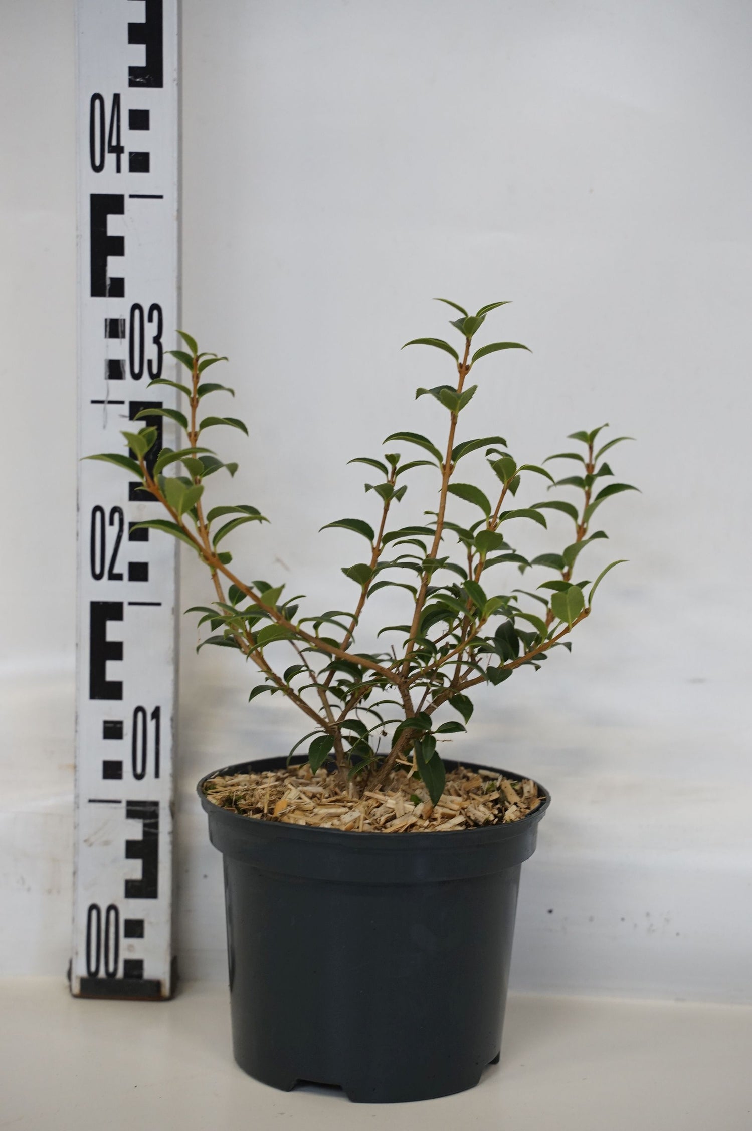 Osmanthus burkwoodii C55 (55 liters kruka) 150-175 cm