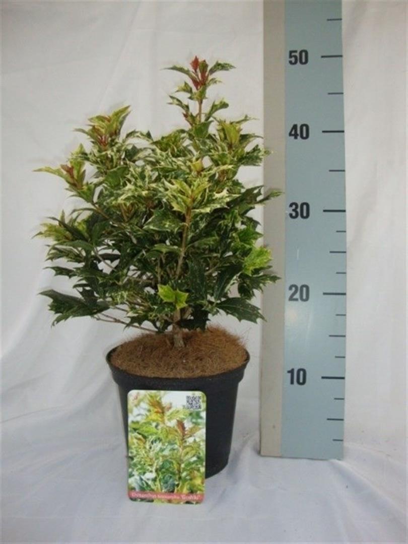 Osmanthus heter. &