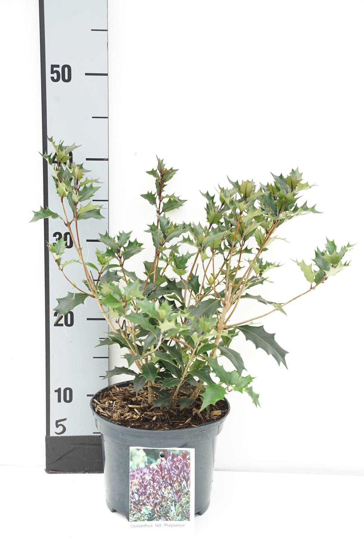 Osmanthus heter. &