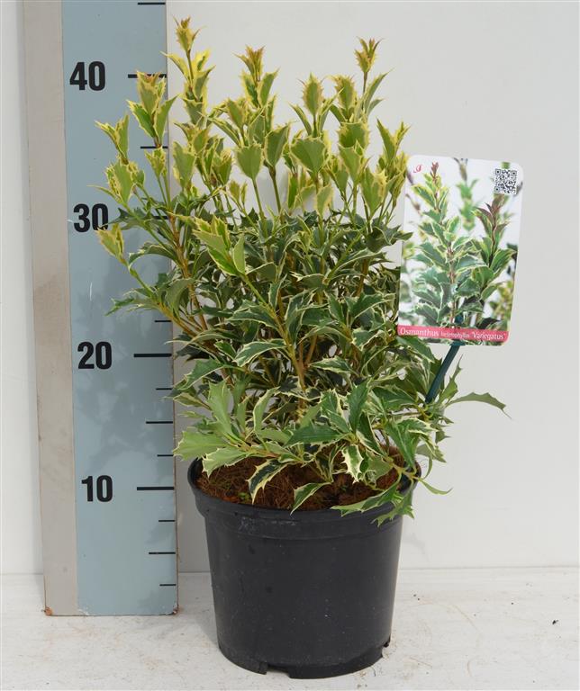 Osmanthus heter. &