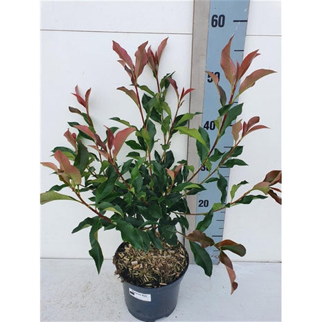 Photinia fras. 'Dynamo Red'®