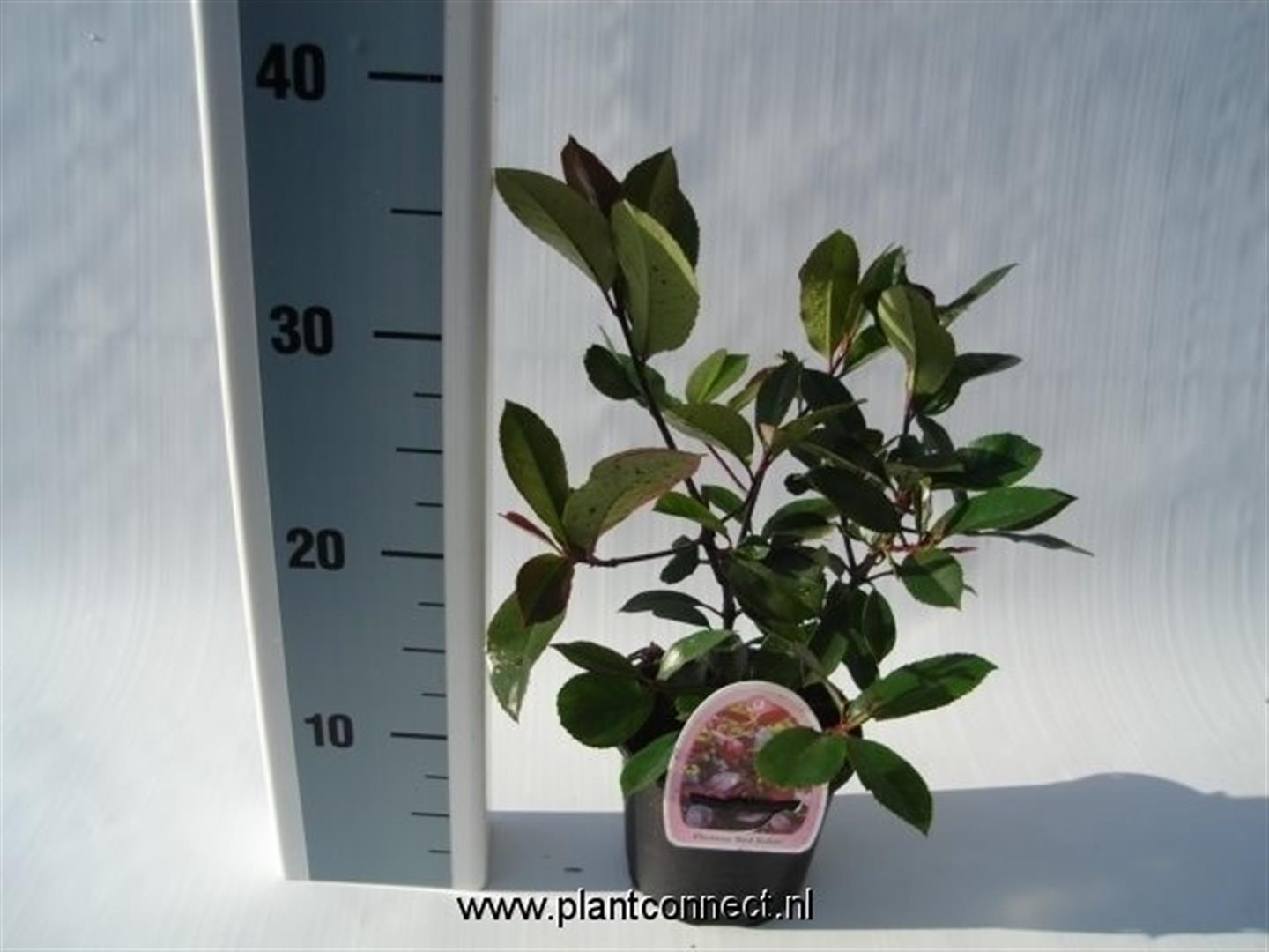 Photinia fraseri &