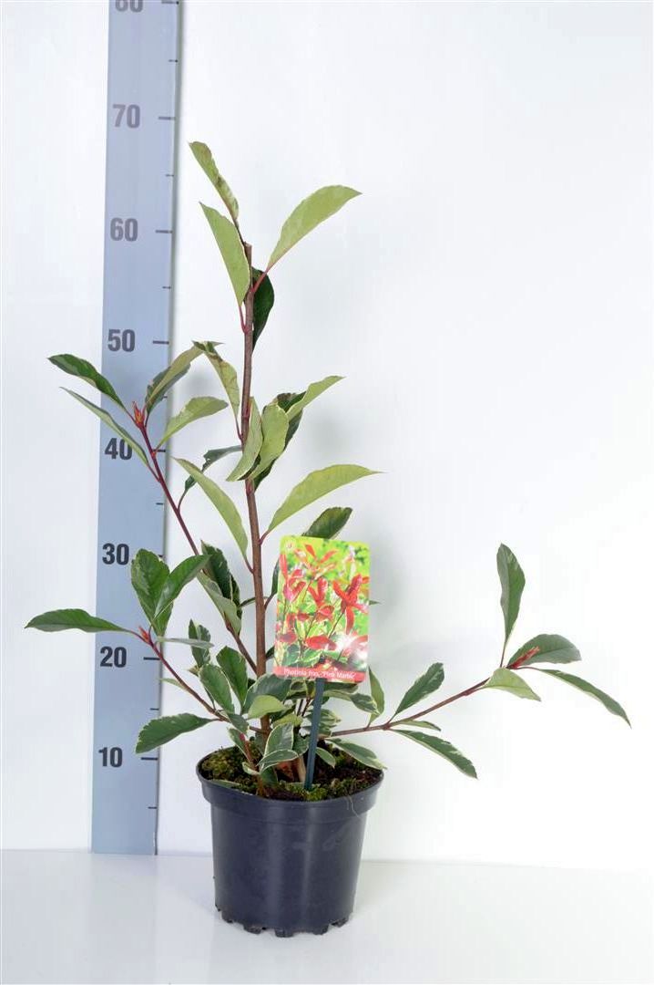 Glansmispel fraseri &