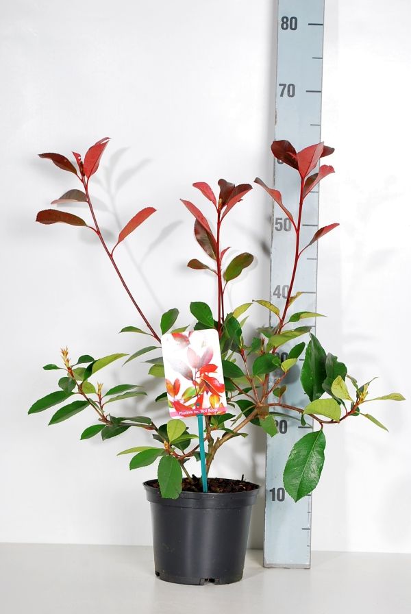 Glansmispel fraseri &