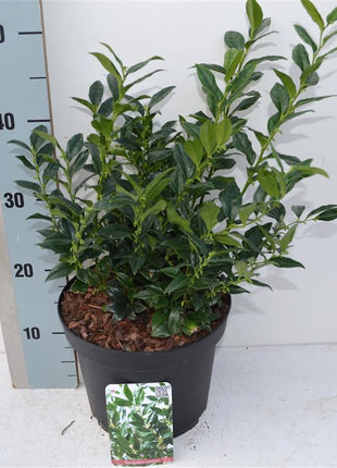 Sarcococca confusa