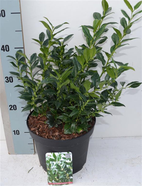 Sarcococca confusa