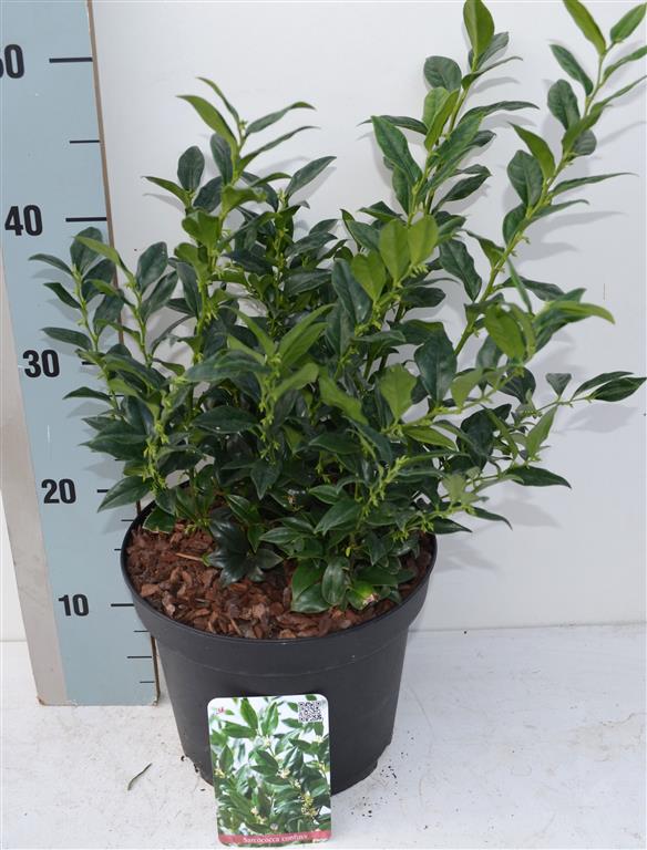 Sarcococca confusa 25-30 cm, C2 (2 liters kruka)