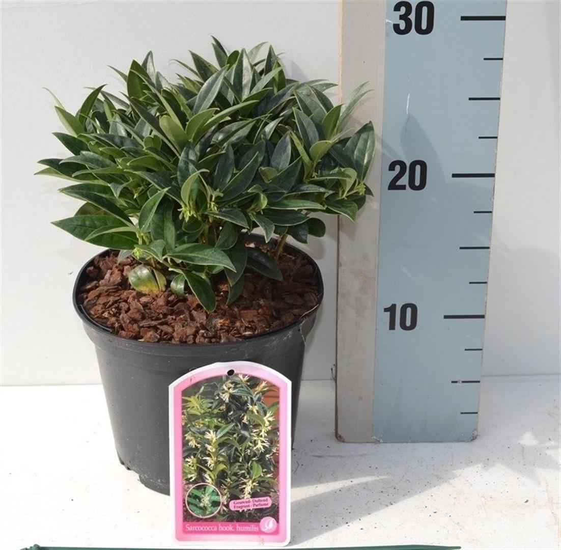 Sarcococca hookeriana humilis C5 (5 liters kruka) 30-35 cm