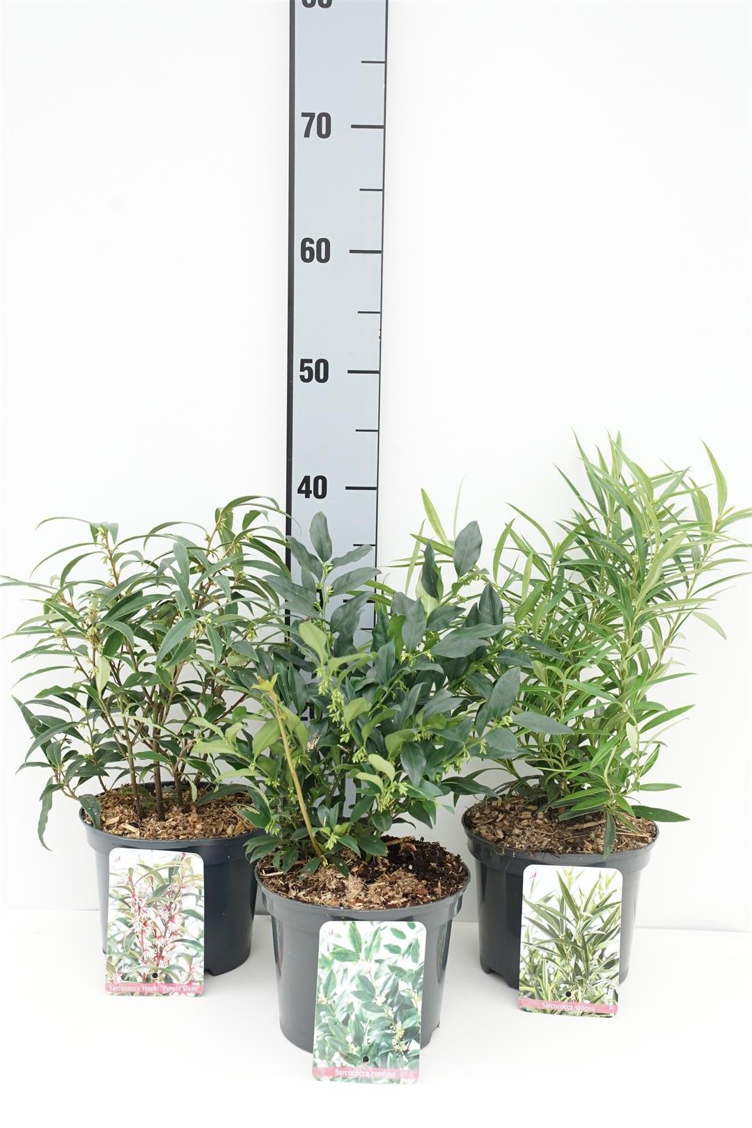 Sötbox in cultivars - C2/P17 20-25 CM