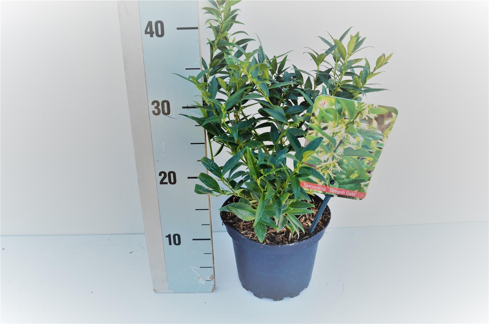 Sarcococca ruscifolia &