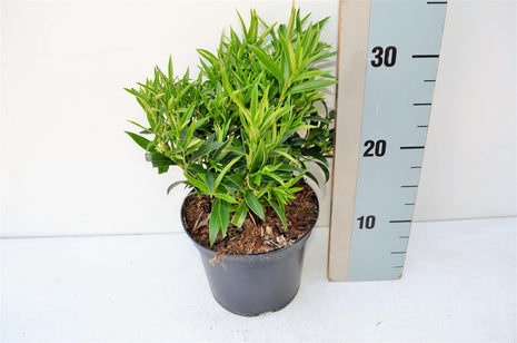 Sarcococca saligna