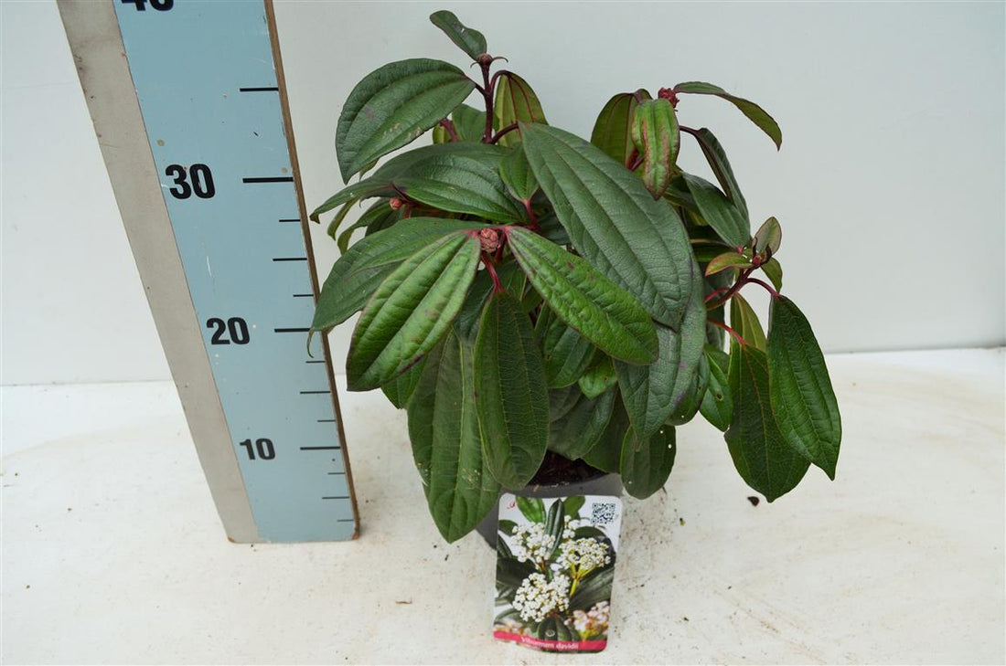 Viburnum davidii 25-30 cm, C2 (2 liters kruka)