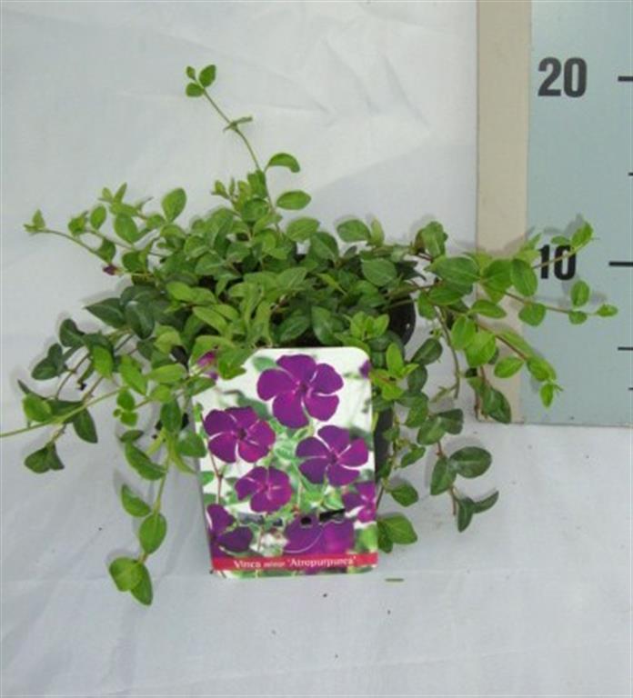 Vinca minor &