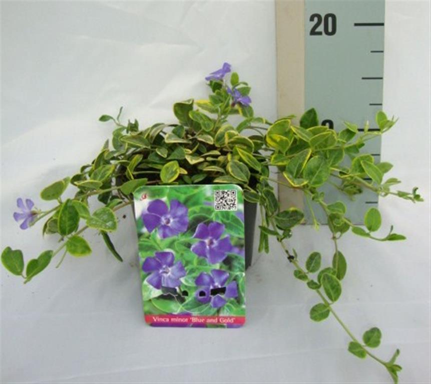 Vinca minor &