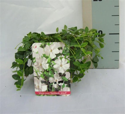 Vinca minor &