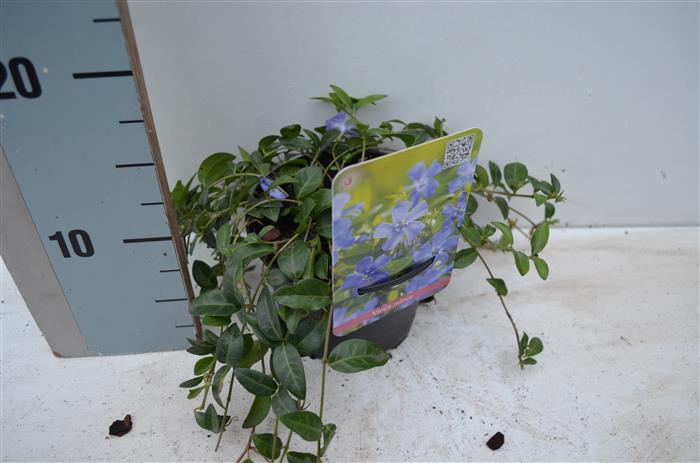Vintergröna minor - C1/P13 10-15 CM