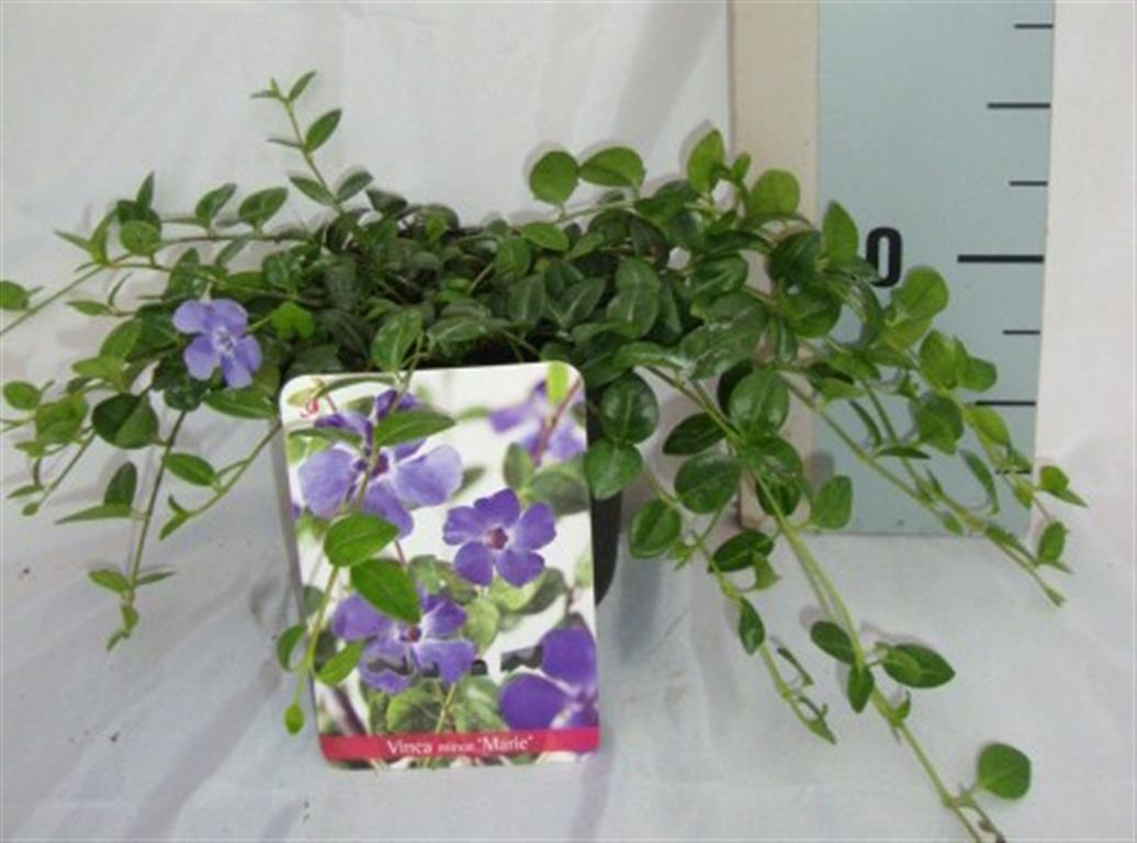 Vinca minor &