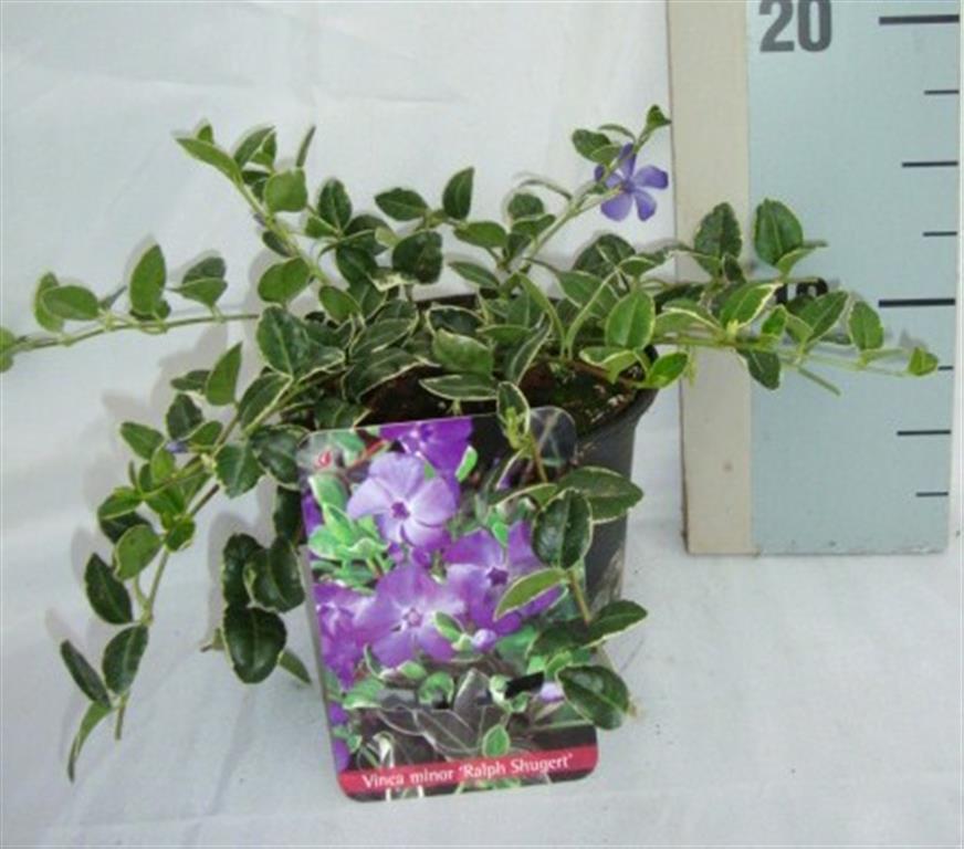 Vinca minor &