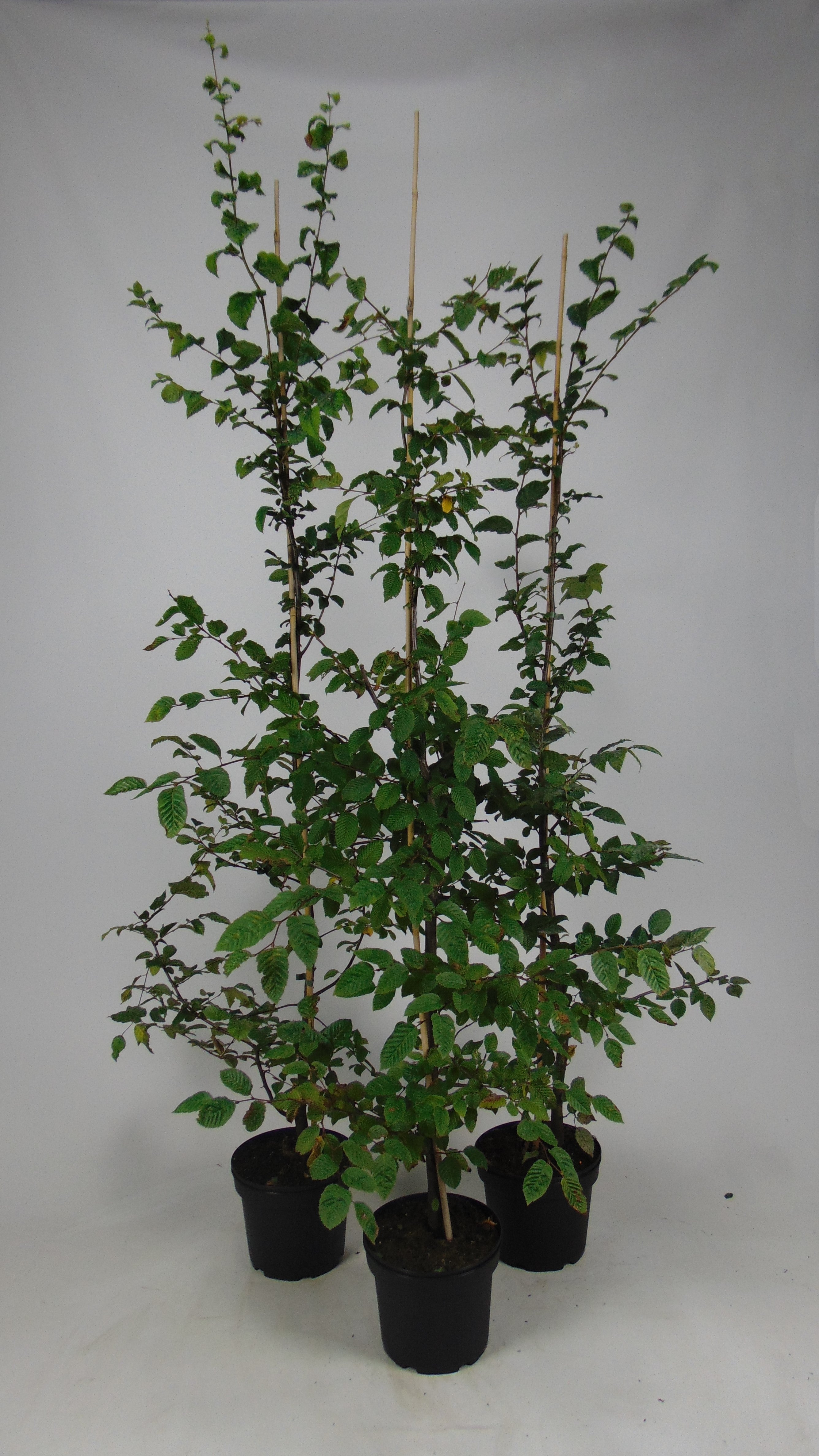 Fältlönn ; 40-60 cm 2,5 L kruka