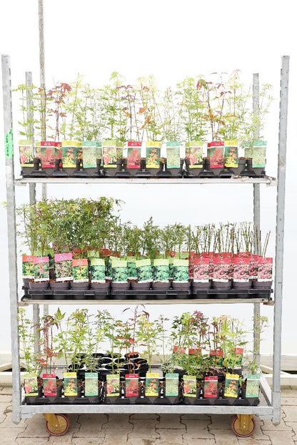 Acer palmatum i sorter, 10,5 cm kruka, 20-25 cm