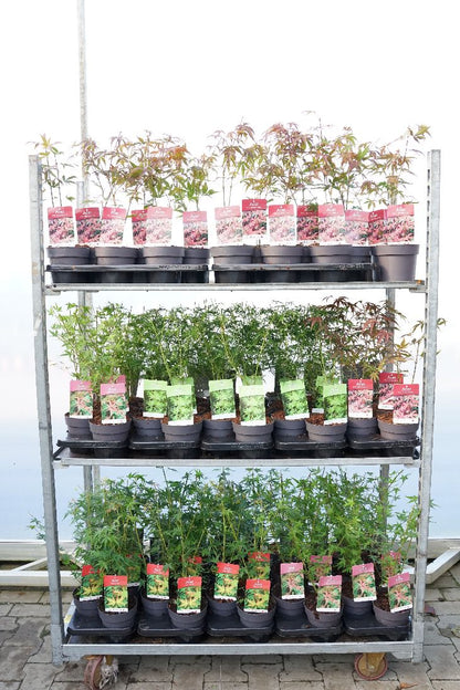 Acer palmatum i sorter C1,5 (1,5 liters kruka) 25–30 cm
