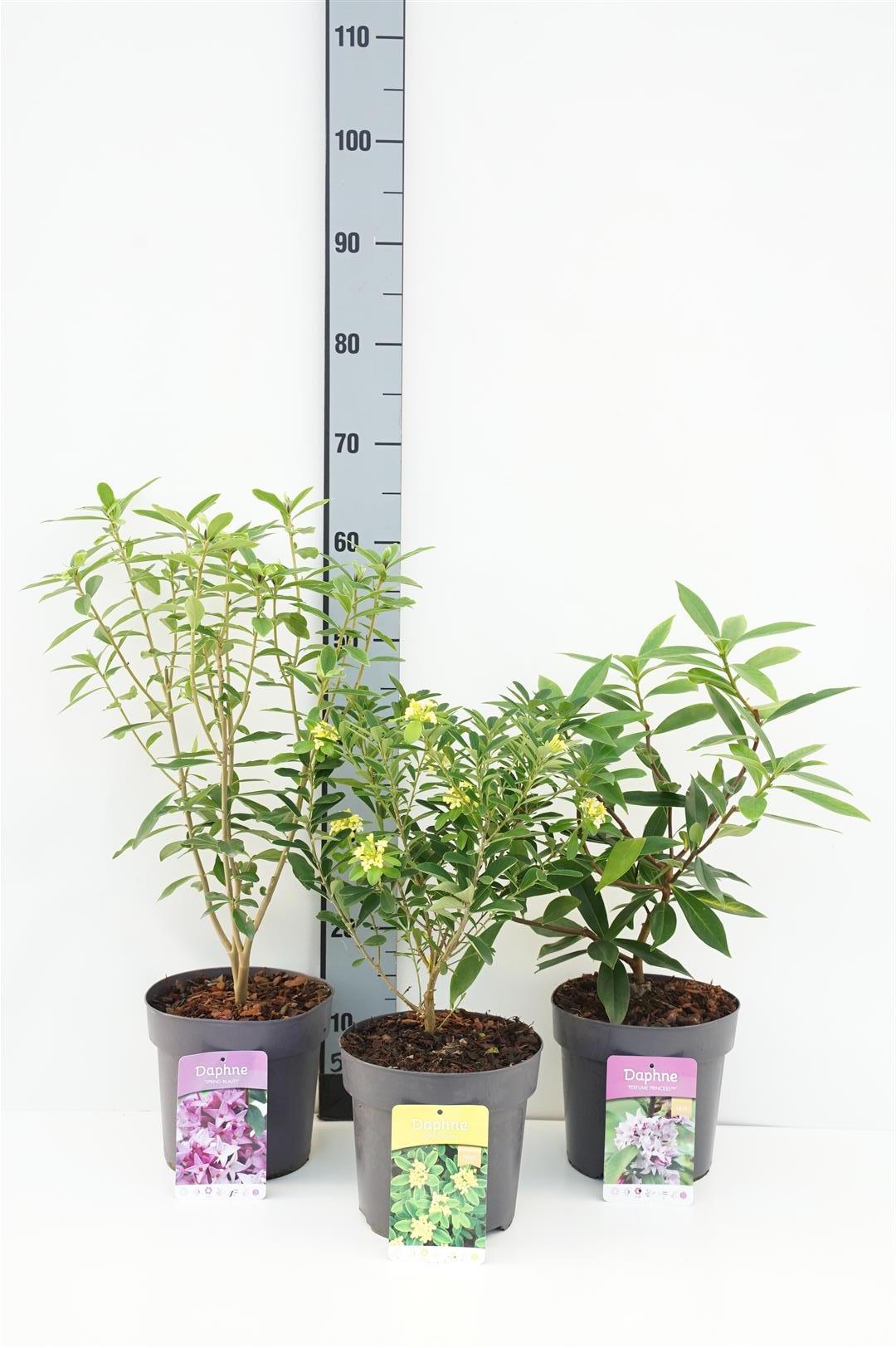 Daphne i sorter C3 (3 liters kruka) / 19 cm kruka 30-40 cm