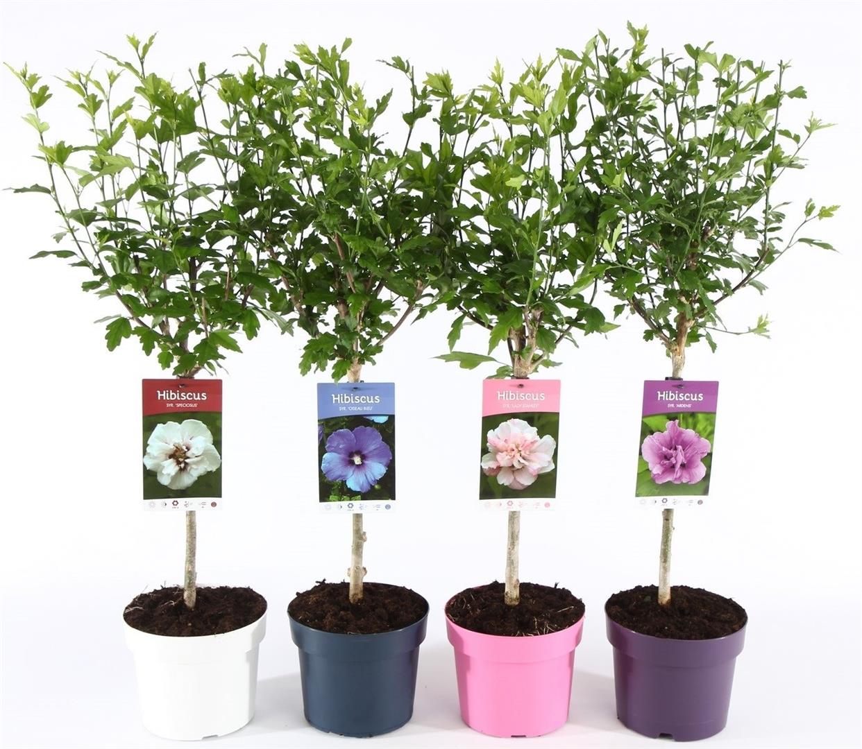 Hibiskus in cultivars - 30 CM STEM C3/P19 DECO