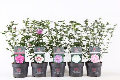 Hibiscus syriacus &