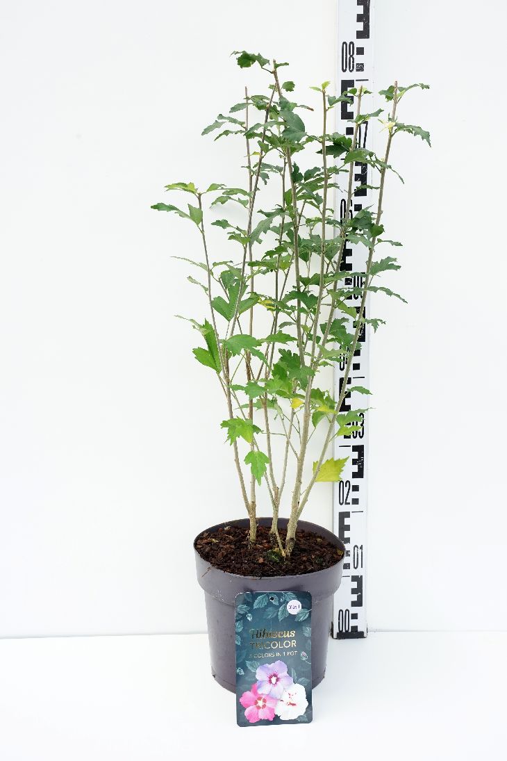 Hibiscus syriacus &