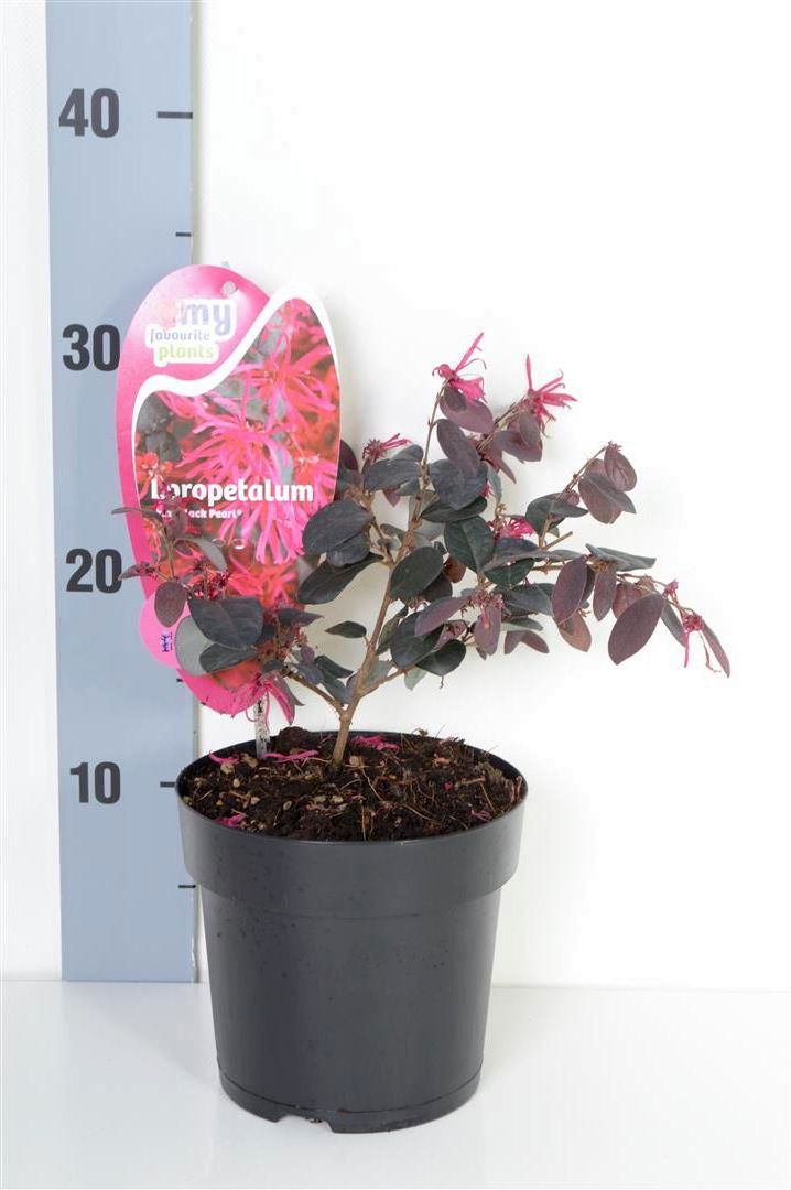 Loropetalum c. &