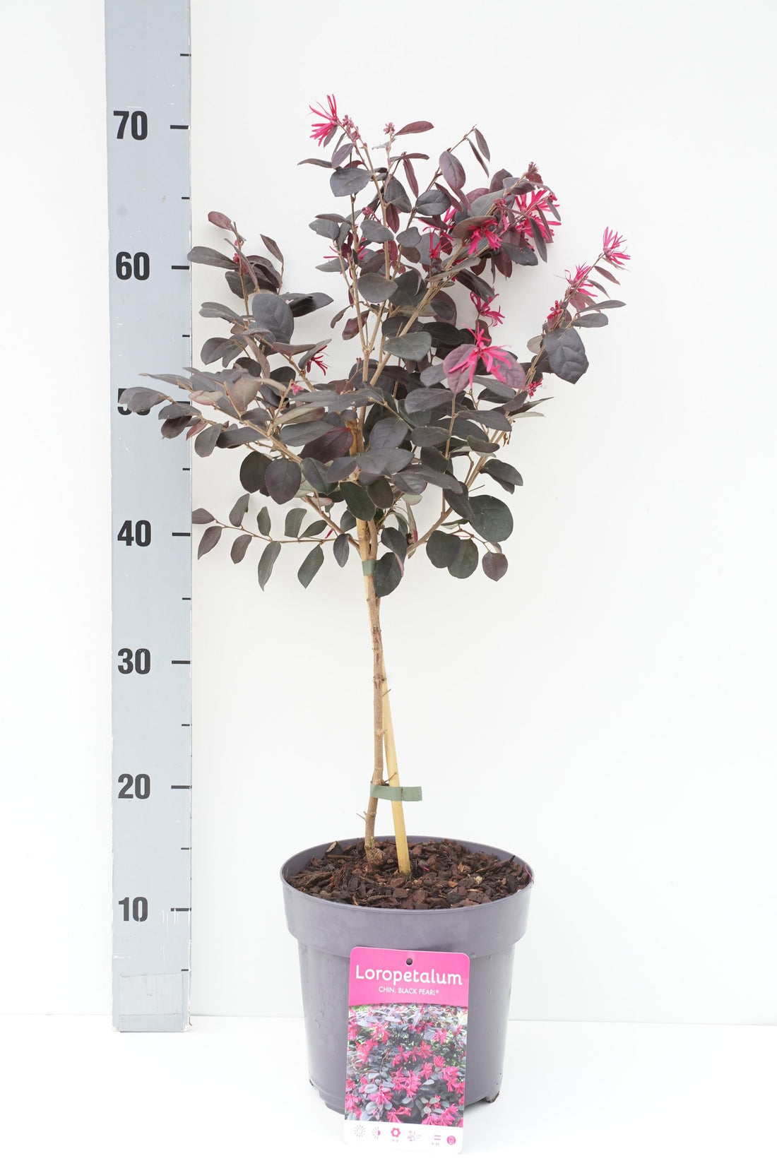 Loropetalum c. &