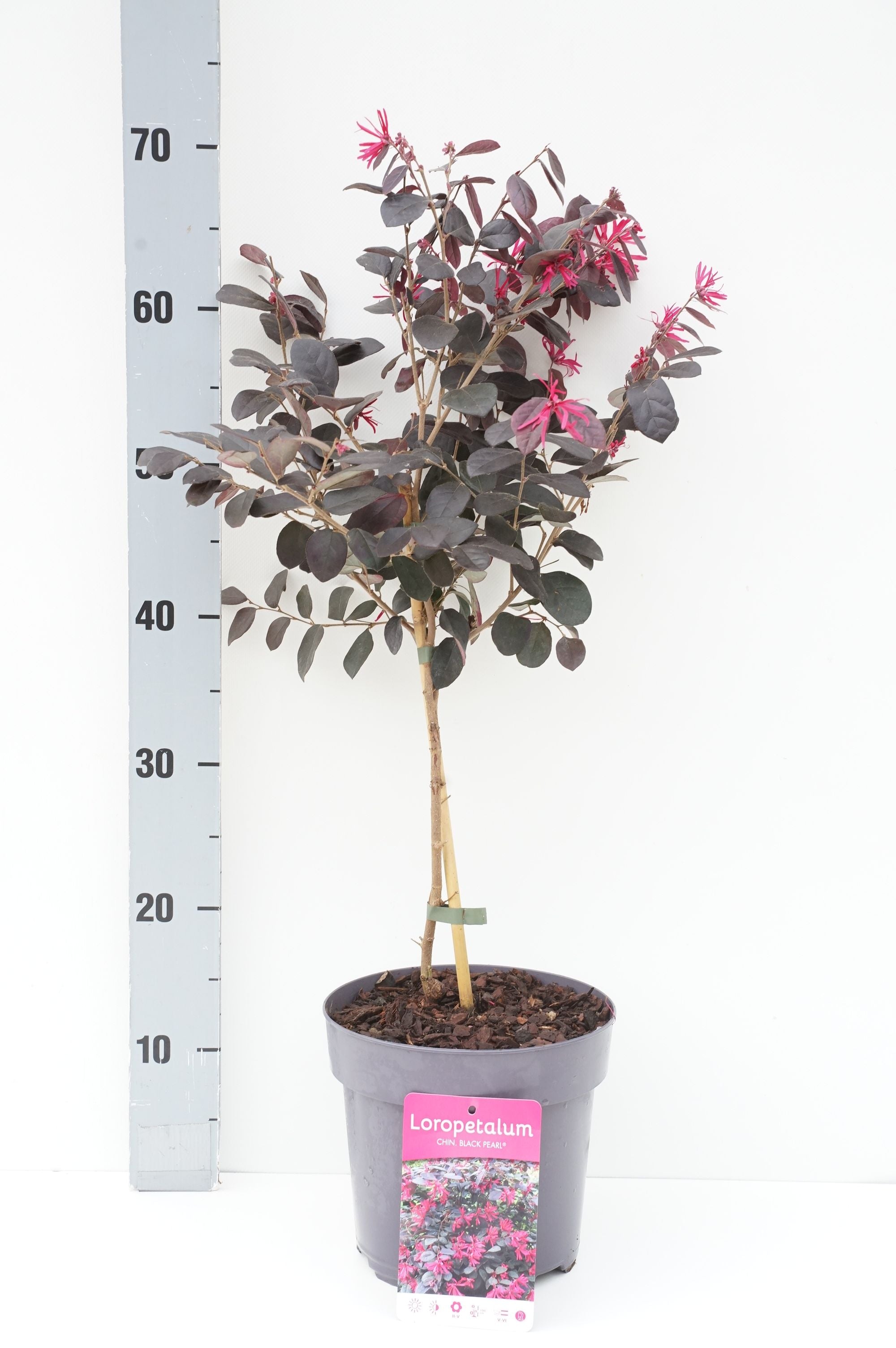 Loropetalum c. &