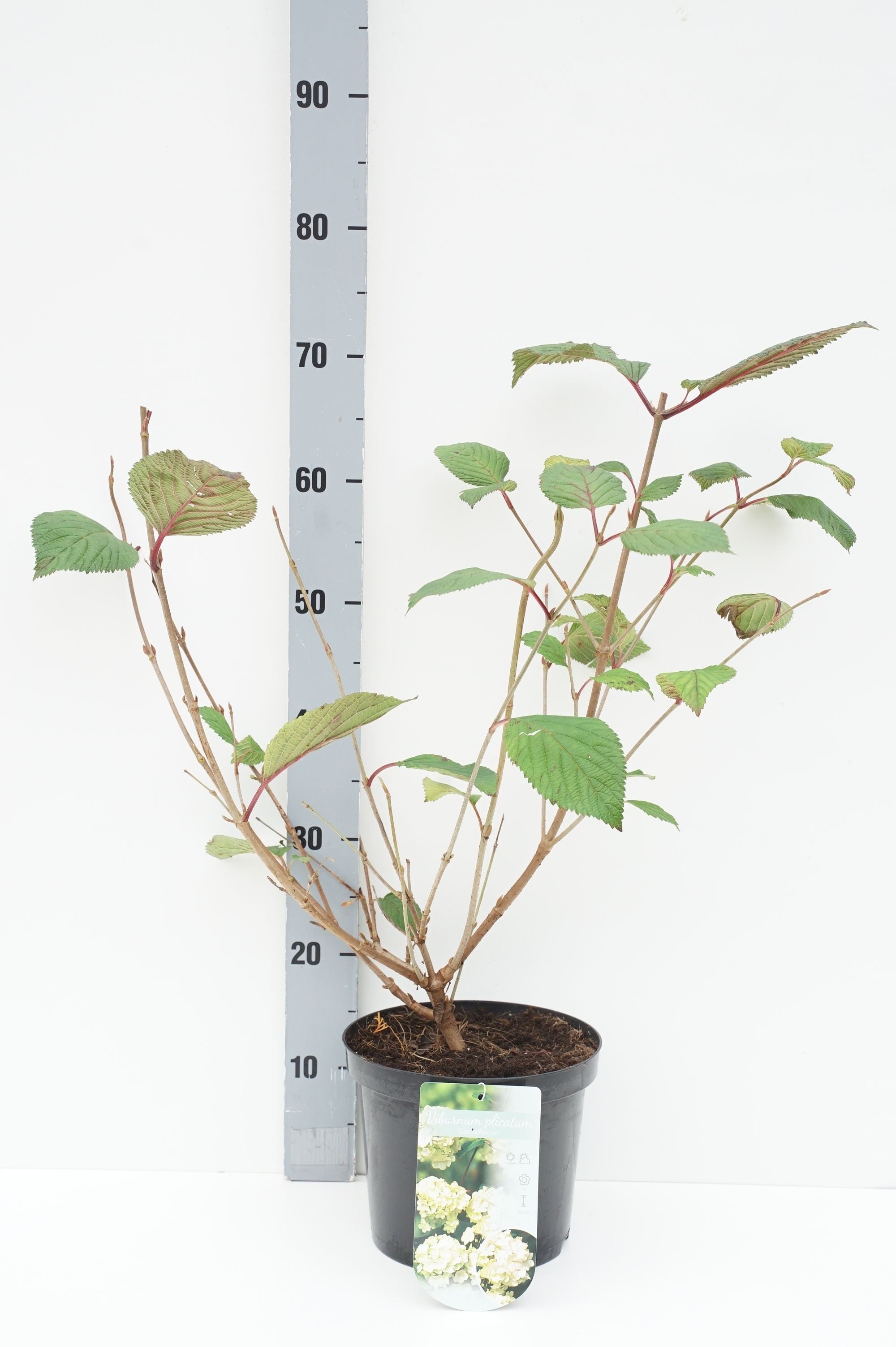 Körsbär serr. in cultivars - C4/P21 60-80 CM