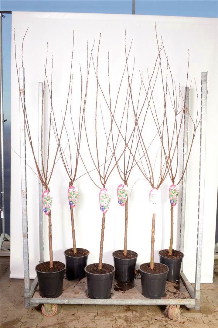 Prunus triloba 60 cm stam C7,5 (7,5 liters kruka)