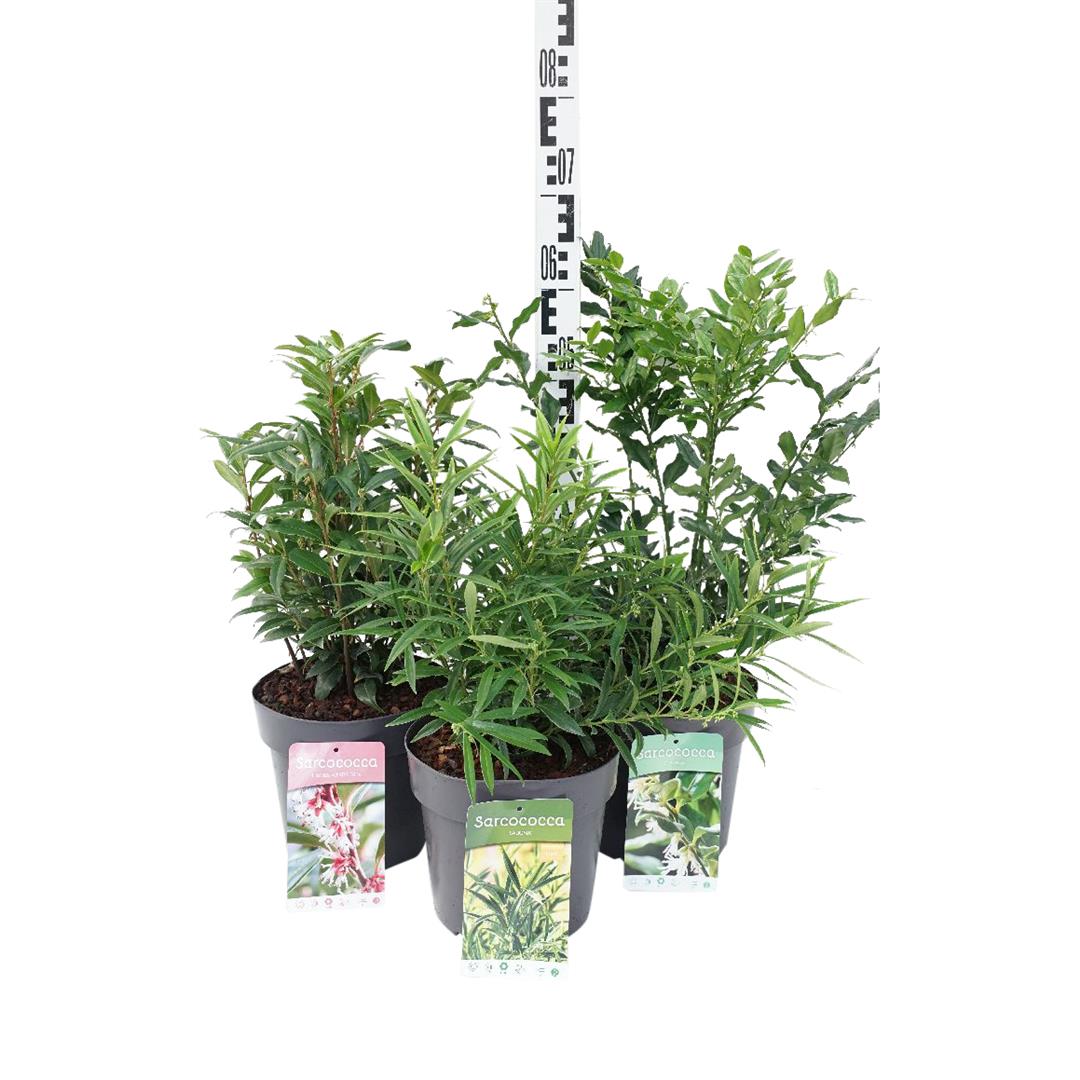 Sötbox in cultivars - C4/P21 30-40 CM