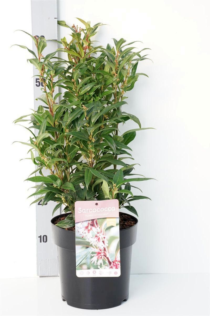 Sarcococca &