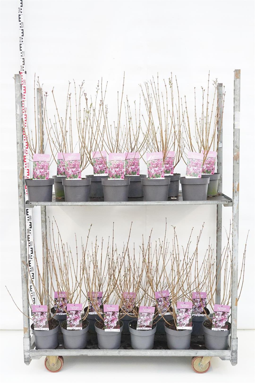 Syren in cultivars - C3/P19 40-50 CM