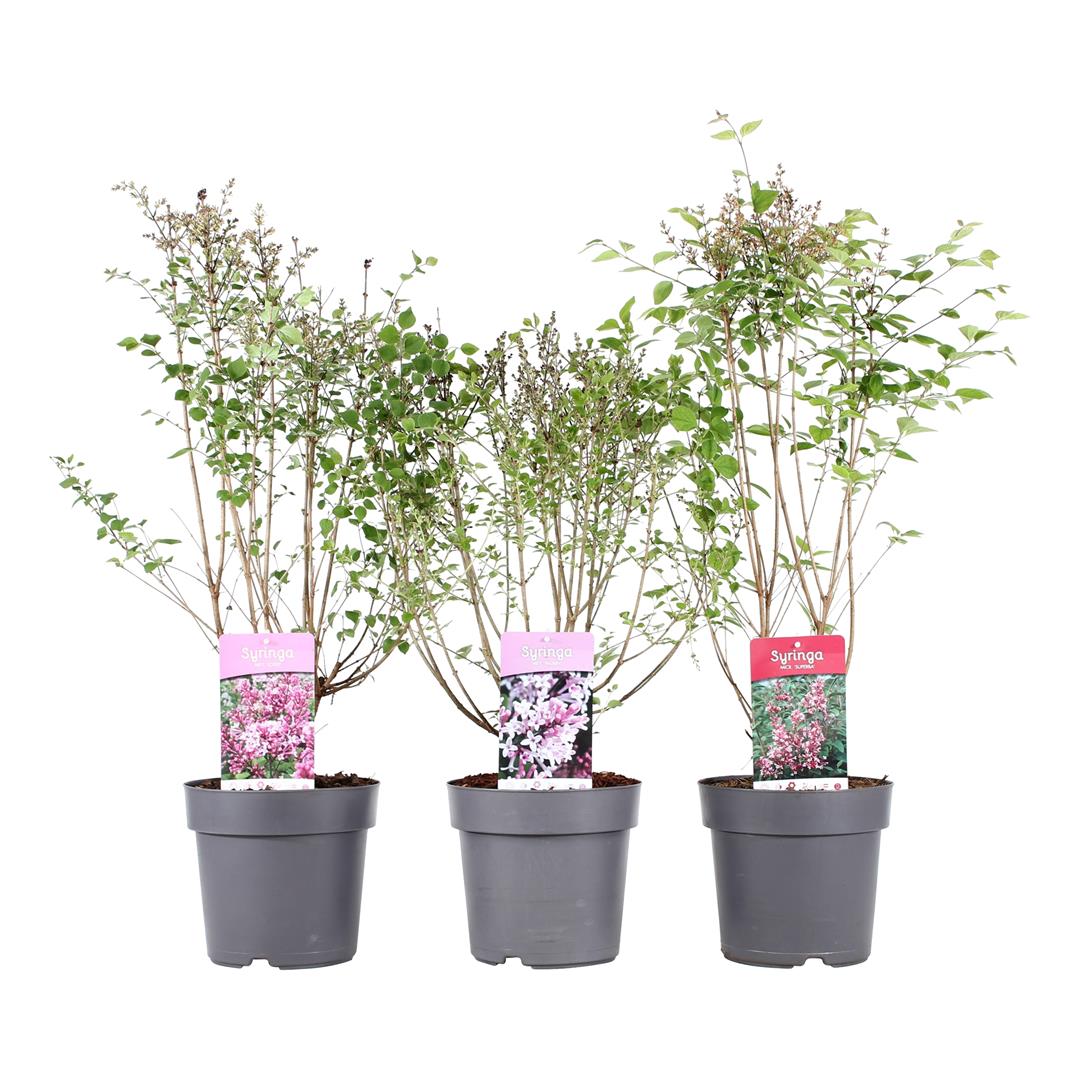 Syringa i sorter 50-60 cm C5 (5 liters kruka)