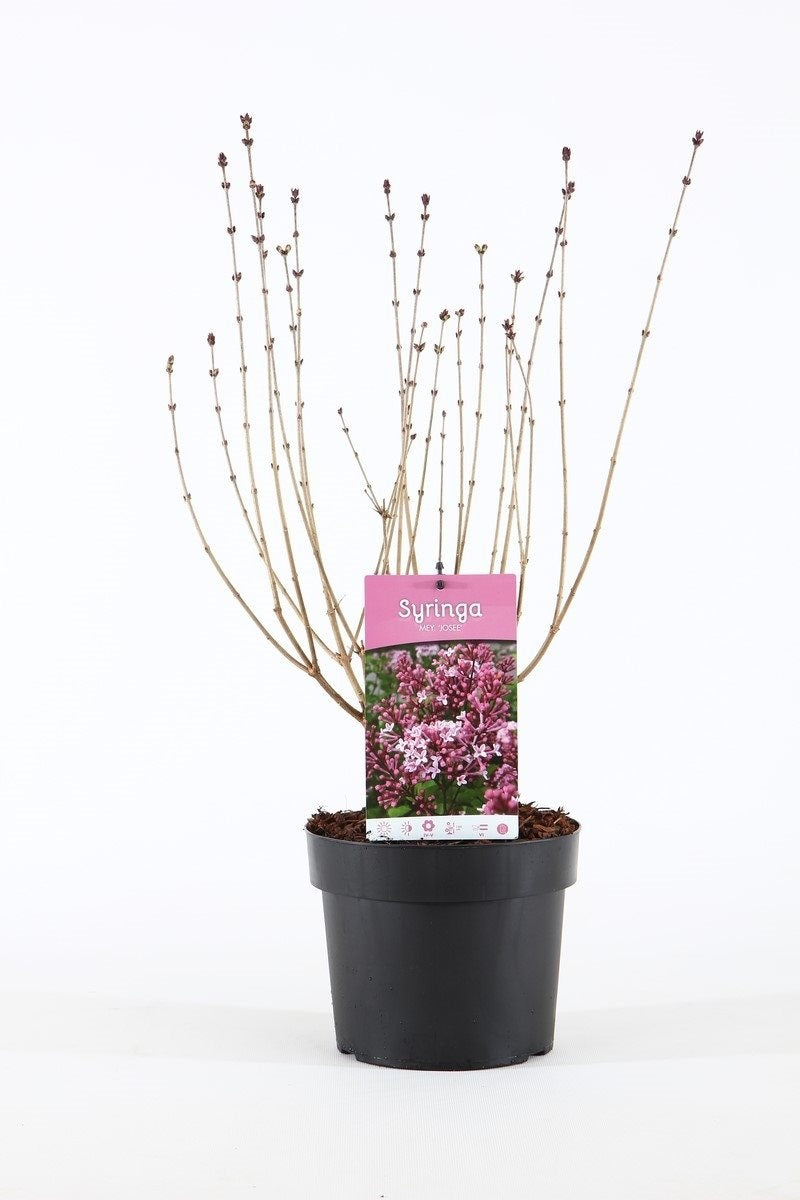 Syringa &
