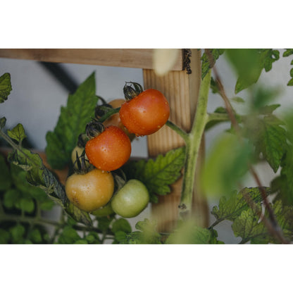 Tomat Hög Bolstar Granda Organic