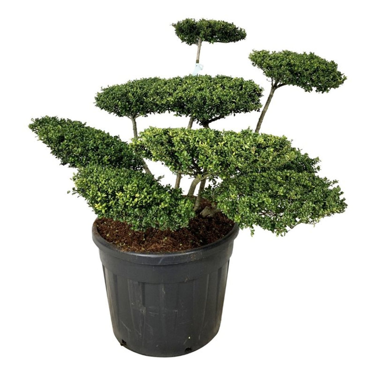 Ilex crenata &
