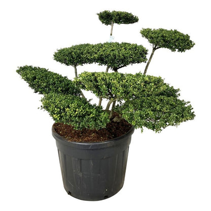 Ilex crenata &