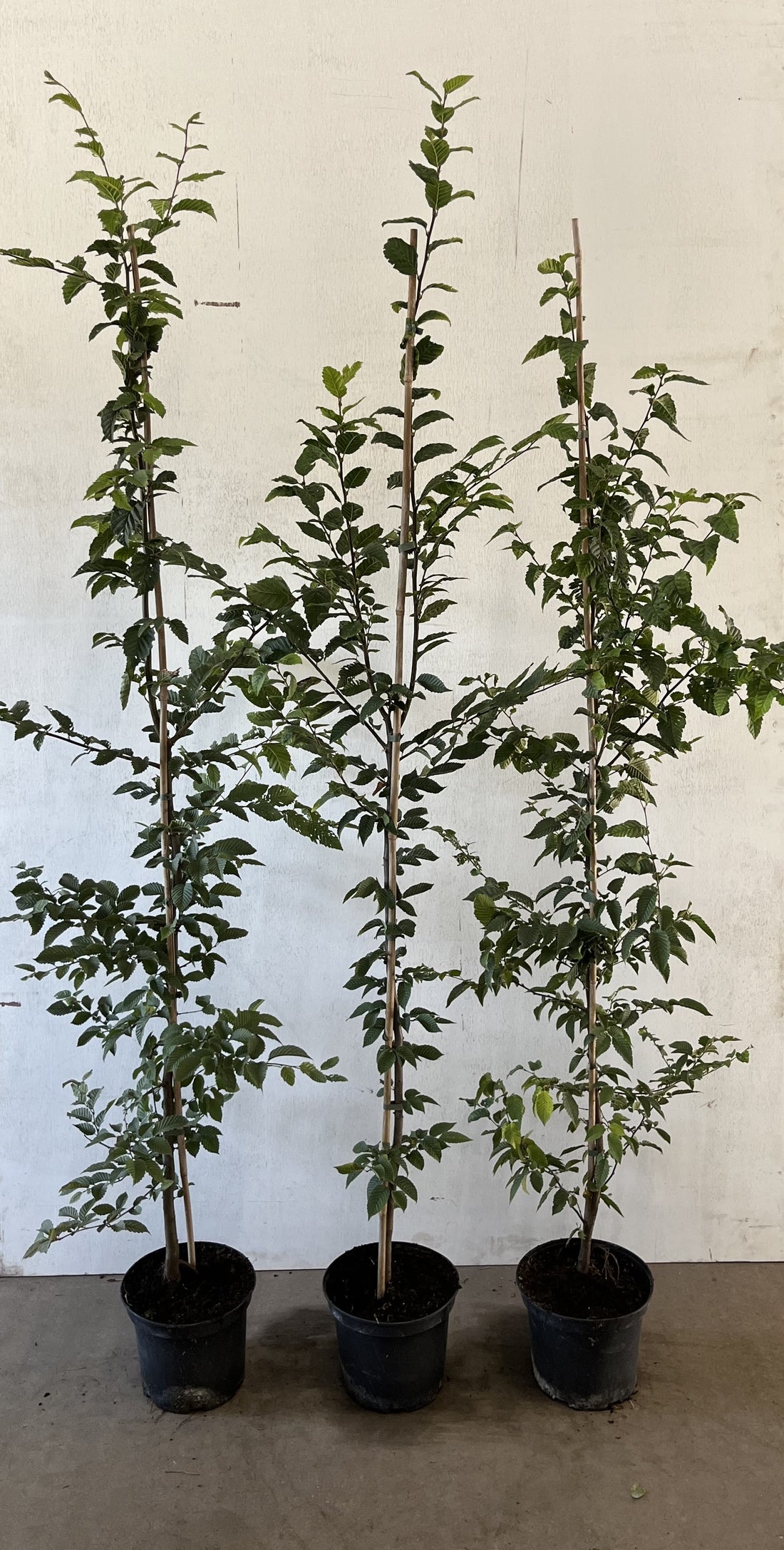 Fältlönn ; 60-100 cm 2,5 L kruka