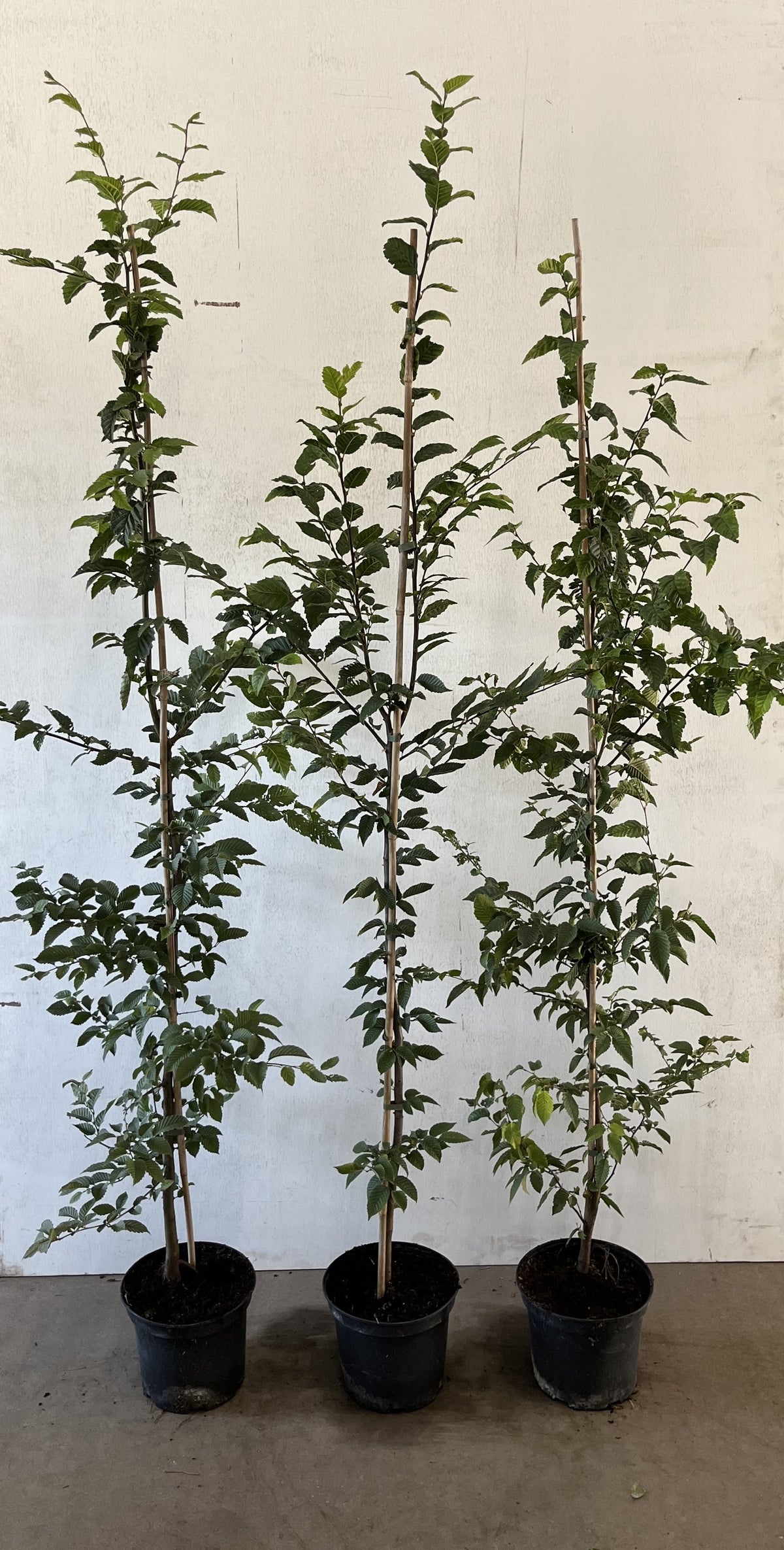 Fältlönn ; 60-100 cm 2,5 L kruka