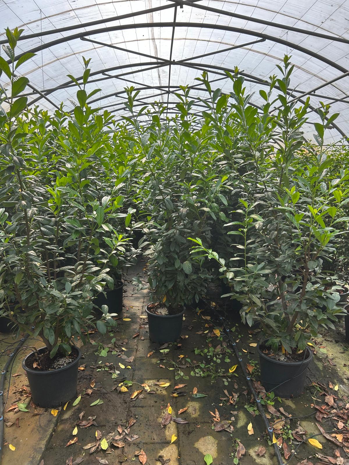 Prunus laurocerasus &