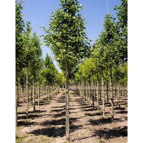 Gråal - Alnus incana 12-14 HS, COCO